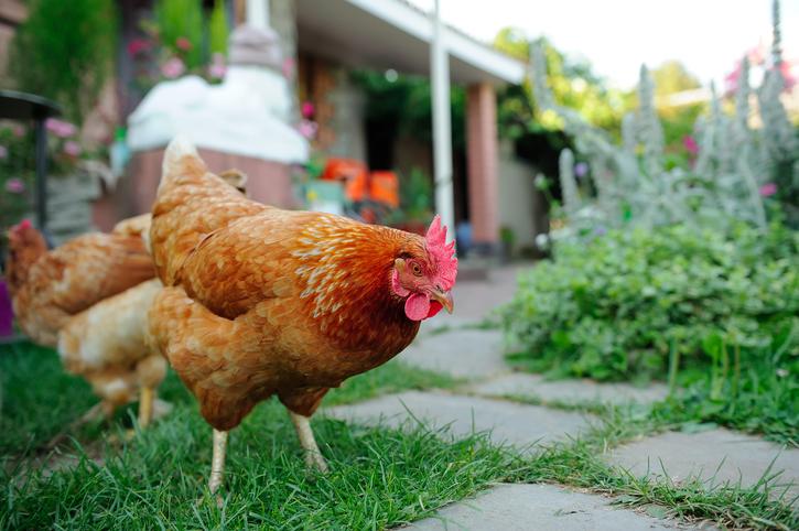 Urban Chickens